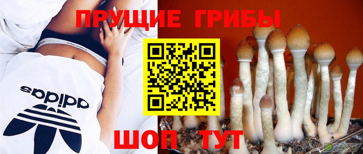 Псилоцибиновые грибы мицелий Вязники